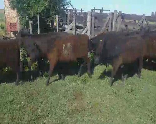 Lote 18 Terneros/as en Urdampilleta, Buenos Aires