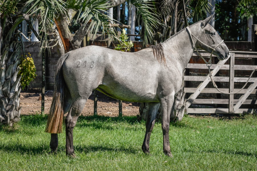 Lote DEVOTA LA CALAVERA