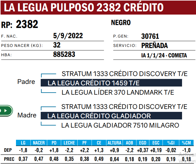 Lote VAQUILLONAS ANGUS  PP