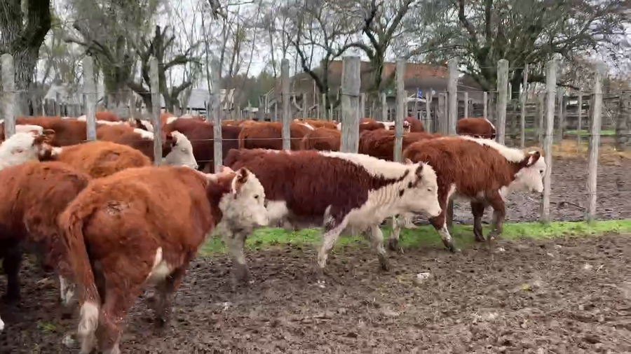 Lote 39 Terneros en Melo, Cerro Largo