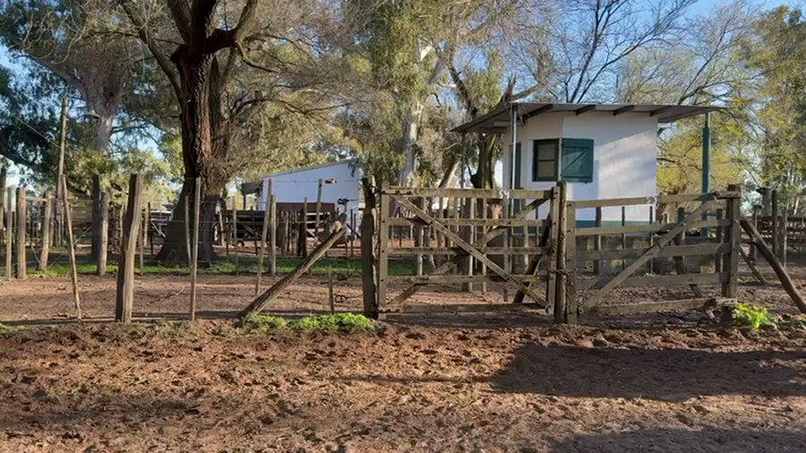 Lote TOROS PUROS DE PEDIGREE