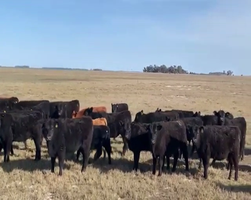 Lote 115 Terneros/as en Fortín Olavarría, Buenos Aires