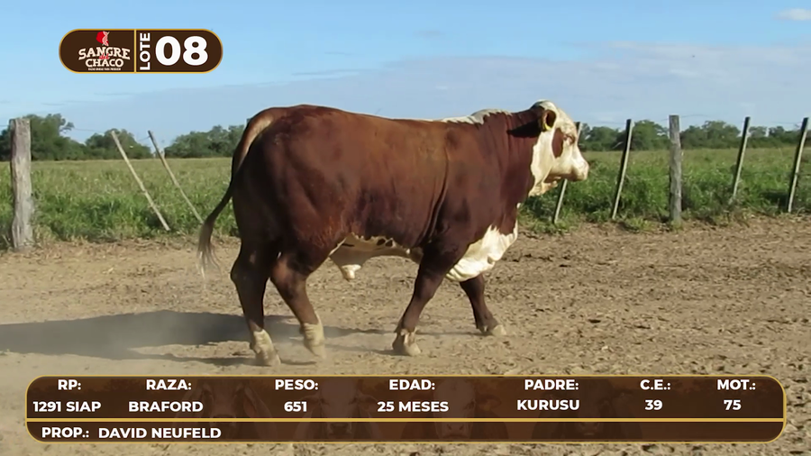 Lote Lote 8