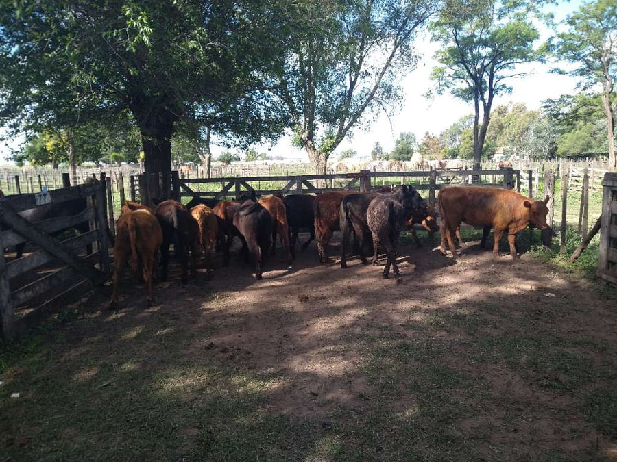 Lote 14 Vaquillonas en Gral. Lamadrid, Buenos Aires