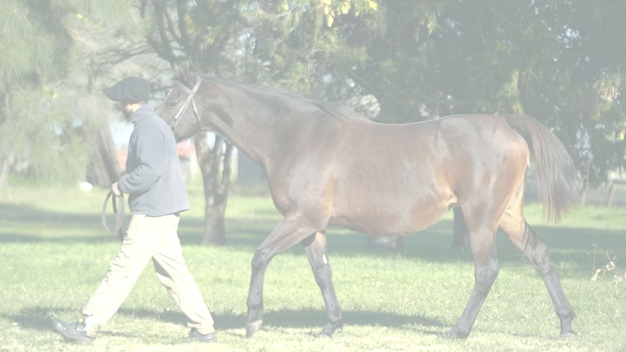 Lote FREYJA (MUTAKDDIM -  FRICKA) Preñez de DADDY LONG LEGS