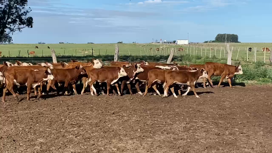 Lote 80 Terneros en Esquina, Corrientes