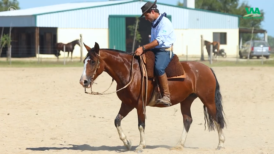 Lote ARAMI JOSE IGNACIO