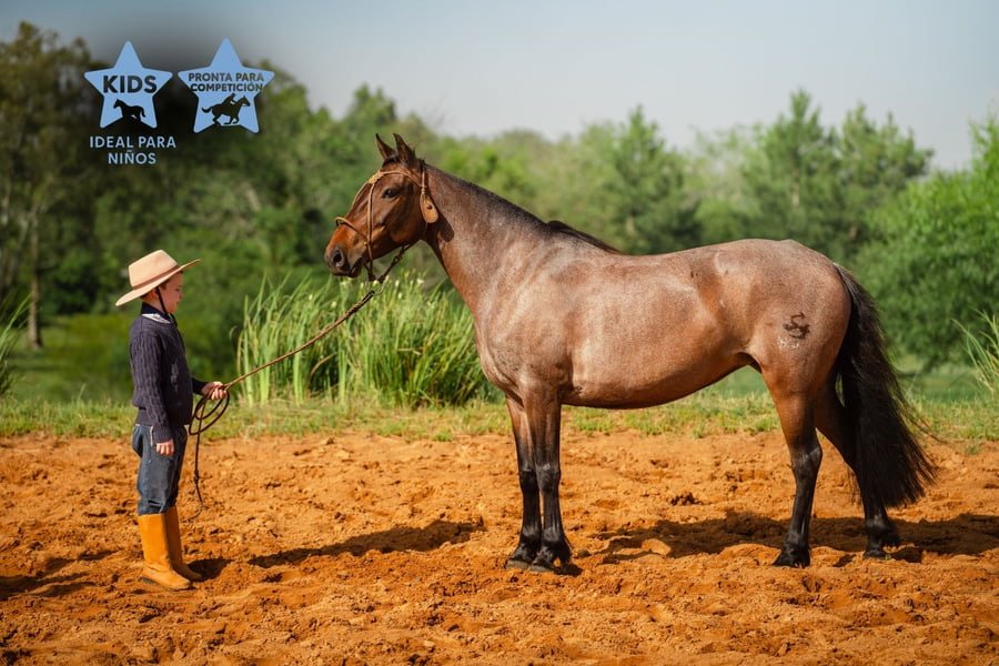 Lote AURORA LOS CERROS