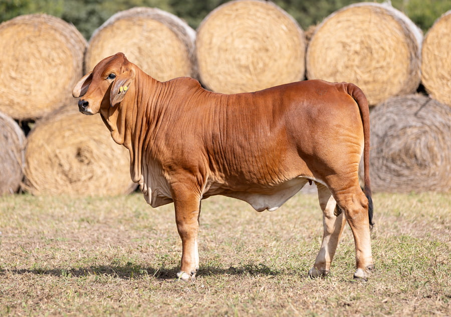 Lote LOTE 36