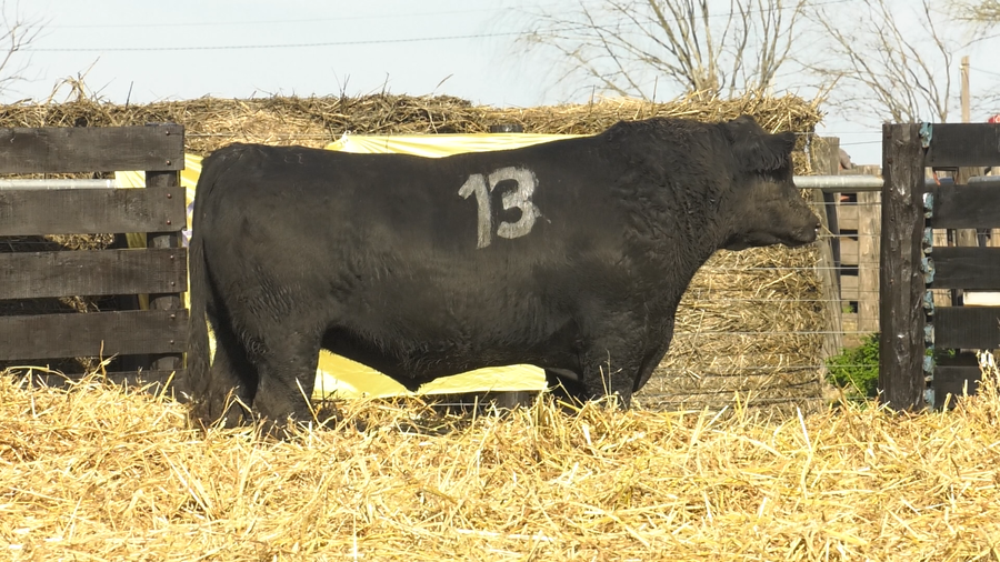 Lote TOROS ANGUS PURO CONTROLADO