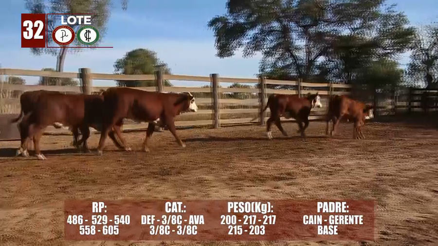 Lote Lote 32
