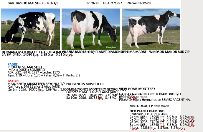 Lote Toros - Establecimiento La Luisa