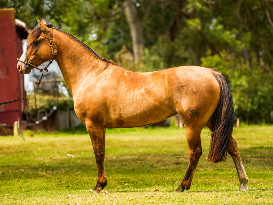 Lote SANTACRUCEÑA ESPUELA