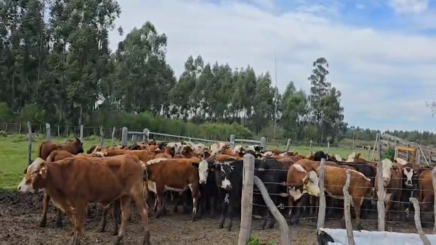 Lote 90 Novillitos