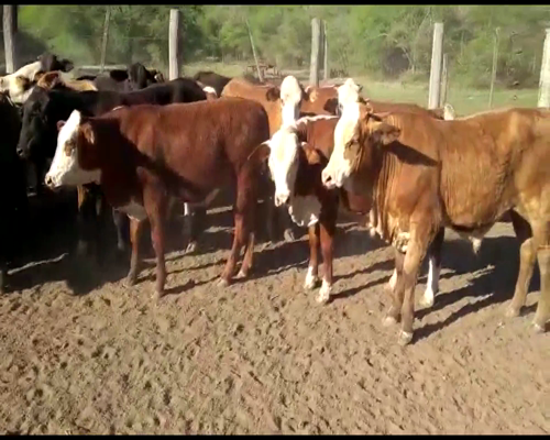 Lote 50 Novillitos en Pdcia. de La Plaza, Chaco