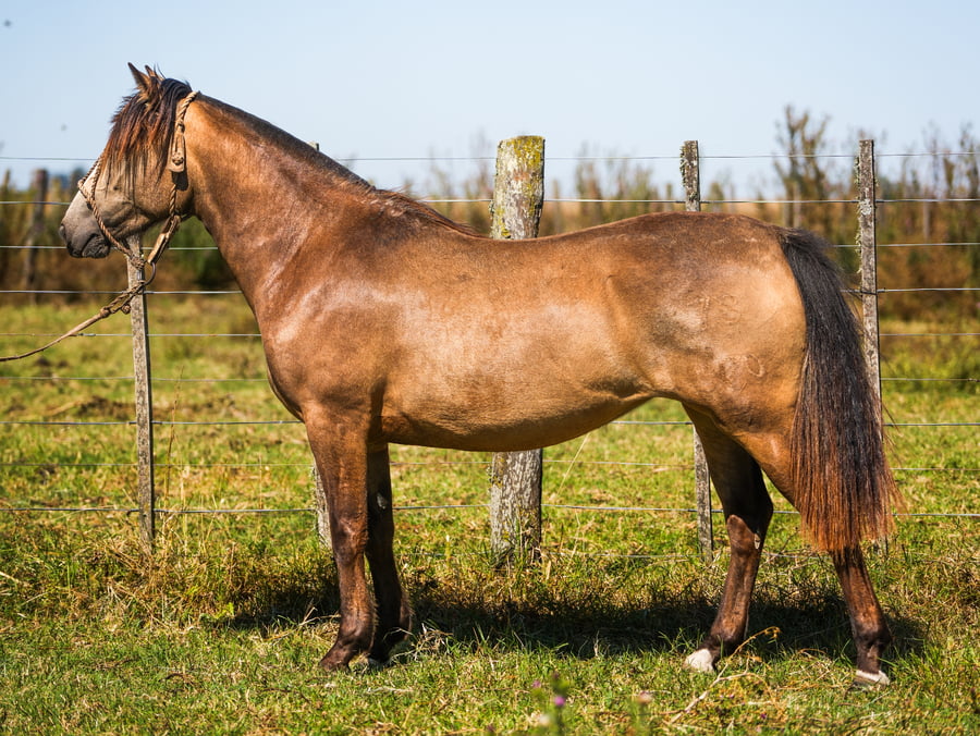 Lote SANTACRUCEÑA CAUTIVA