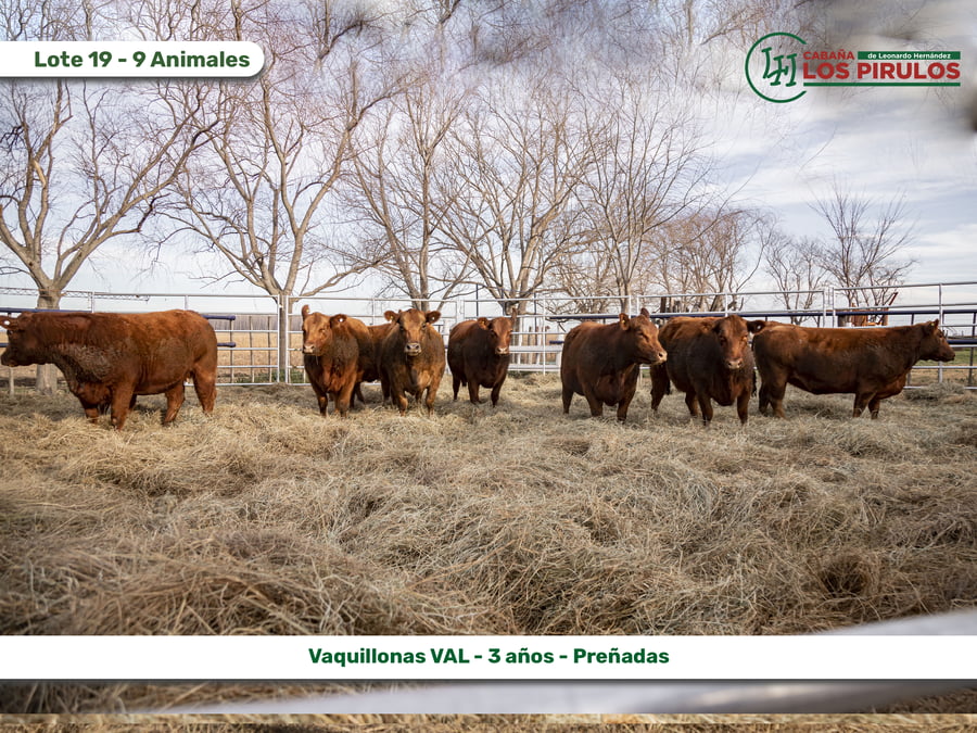 Lote VAQUILLONAS V.A.L. (Vientre Aprobado Limangus)