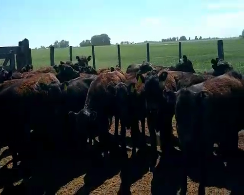 Lote 65 Terneras en Pehuajó, Buenos Aires