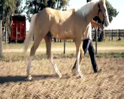 Lote ANASTACIO 9 (PAINT)