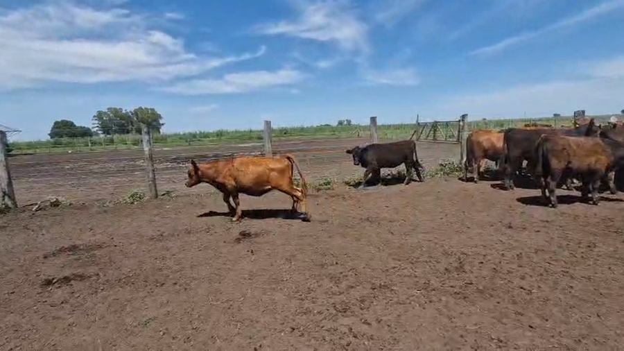 Lote 60 Terneras