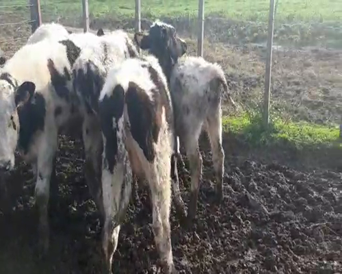 Lote 12 Terneros HOLANDO a remate en Pantalla Camy 150 - 170kg - , San José