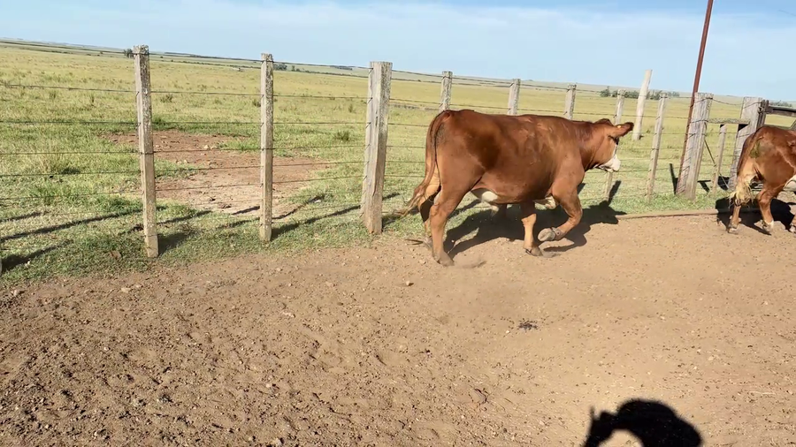 Lote NOVILLOS 2-3 AÑOS