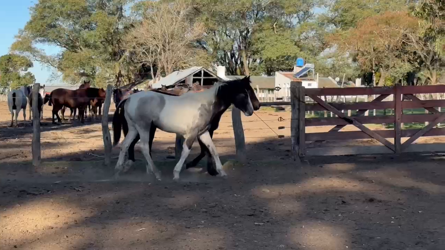 Lote 2 Macho en Curuzú-Cuatiá, Corrientes