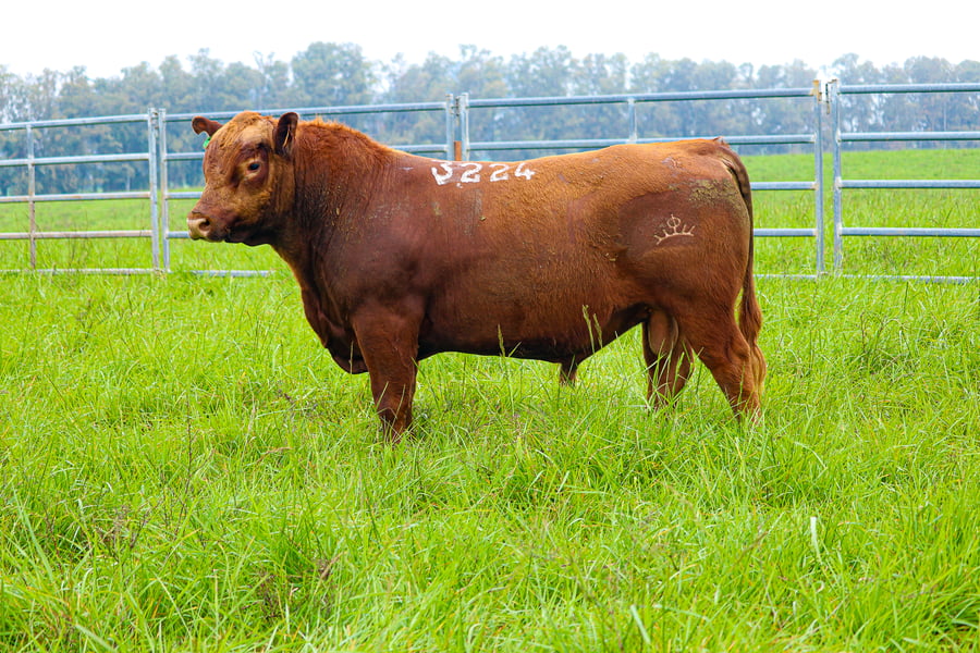Lote ABERDEEN ANGUS SA -  Angus COLORADOS