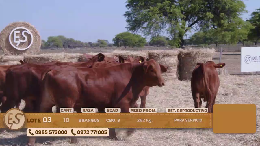 Lote Terneras Cbo 3 BRANGUS
