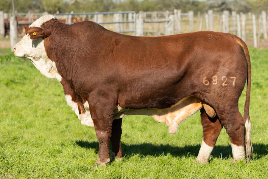 Lote Toros señal 22