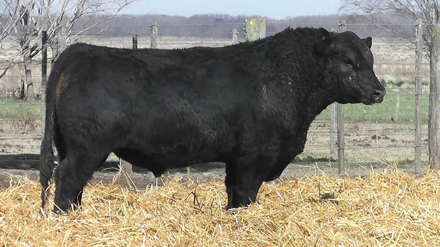 Lote TOROS PUROS POR CRUZA