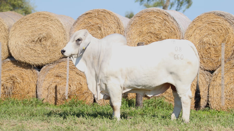Lote LOTE 58