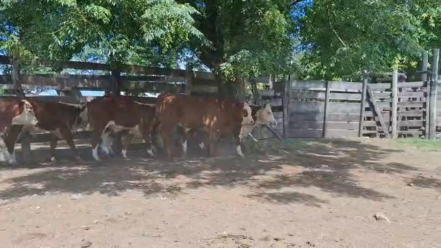 Lote 60 Terneros