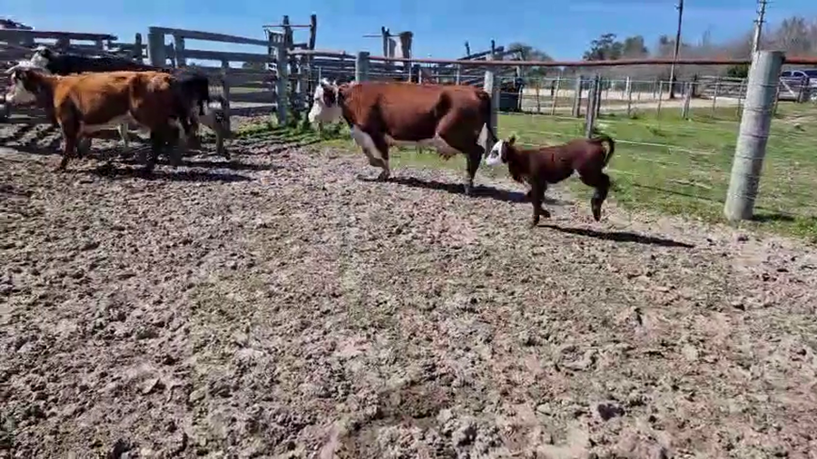 Lote 11 Vaquillonas  a remate en Pantalla Camy, San José