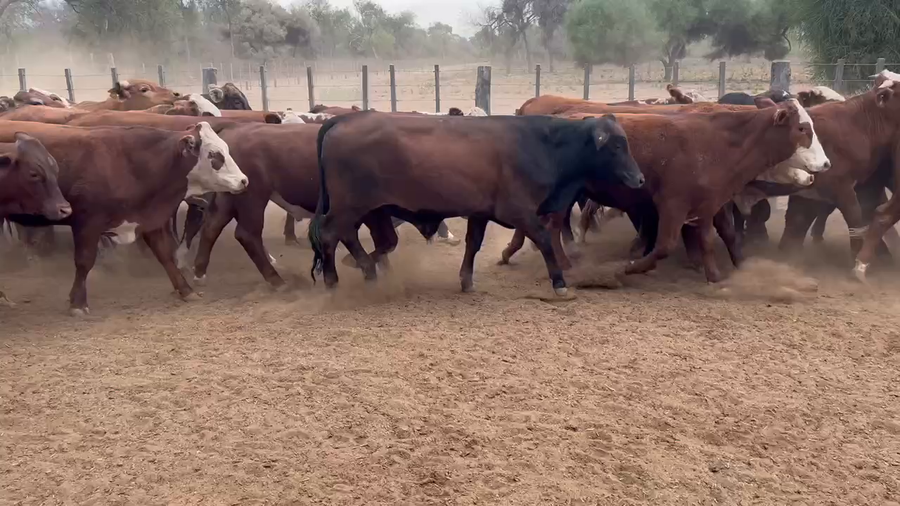 Lote 70 Novillos en Juan José Castelli, Chaco