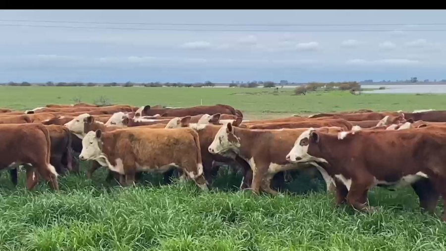 Lote 70 Terneros en Corrientes, Curuzu Cuatia