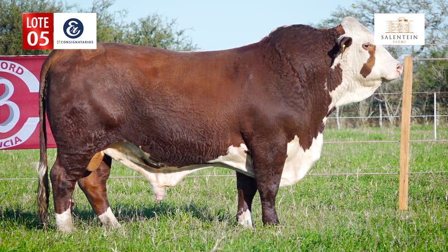 Lote LOTE 5 - TORO BRAFORD NO. 10