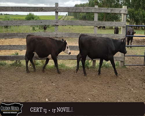 Lote (Vendido)15 Novillos 8 AA,  5 AA XHE,  1 RA Y 1 RA X HE a remate en 12° Remate por Pantalla 263kg -  en - PARADOR TAJES