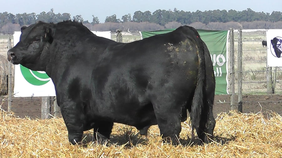 Lote TOROS PUROS POR CRUZA