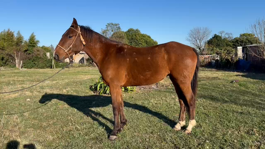 Lote 1 Macho en Curuzú-Cuatiá, Corrientes
