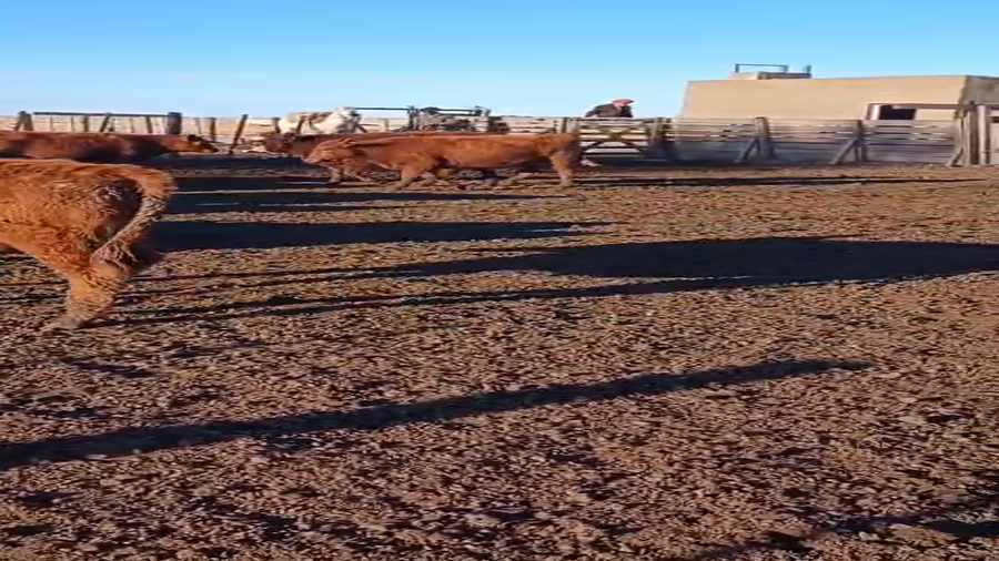 Lote 75 Terneras en Laprida