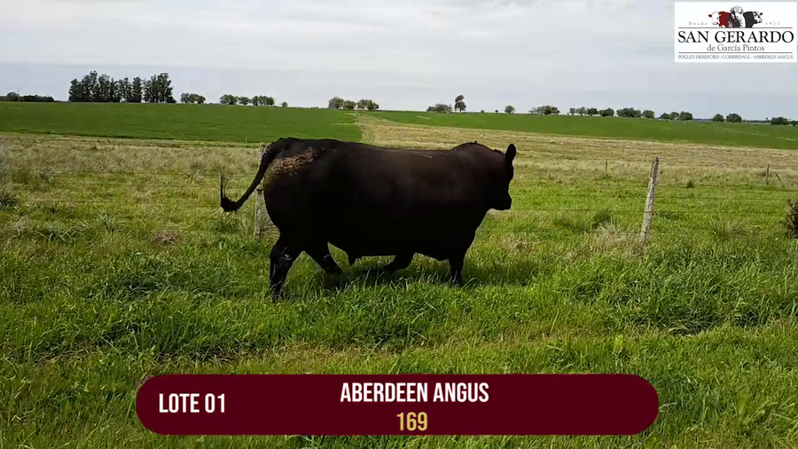 Lote TORO ABERDEEN ANGUS