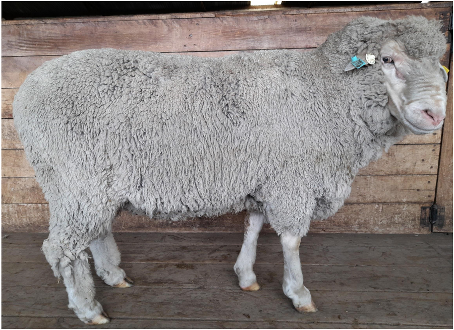 Lote Carnero TOP, 17-0518