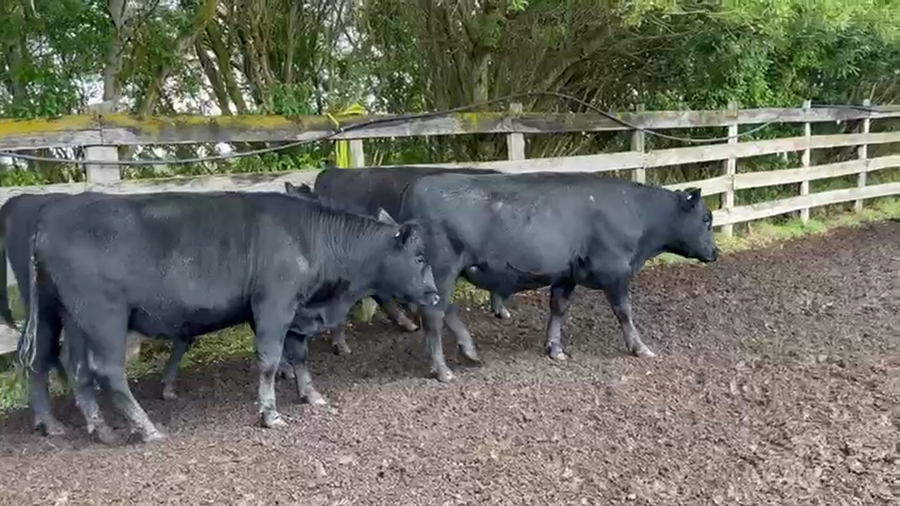 Lote 50 Novillo Engorda en XI Región Aysén, Coyhaique