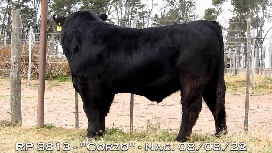 Lote TOROS PUROS DE PEDIGREE