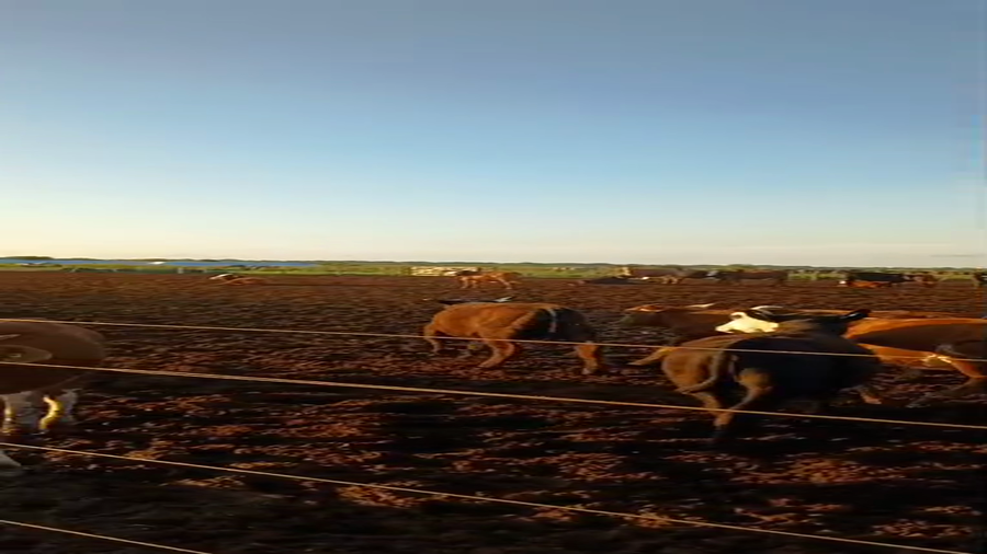 Lote 105 Terneras en Santa Fe, Vera