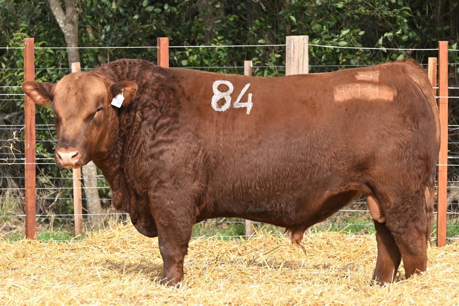 Lote TOROS ANGUS PC