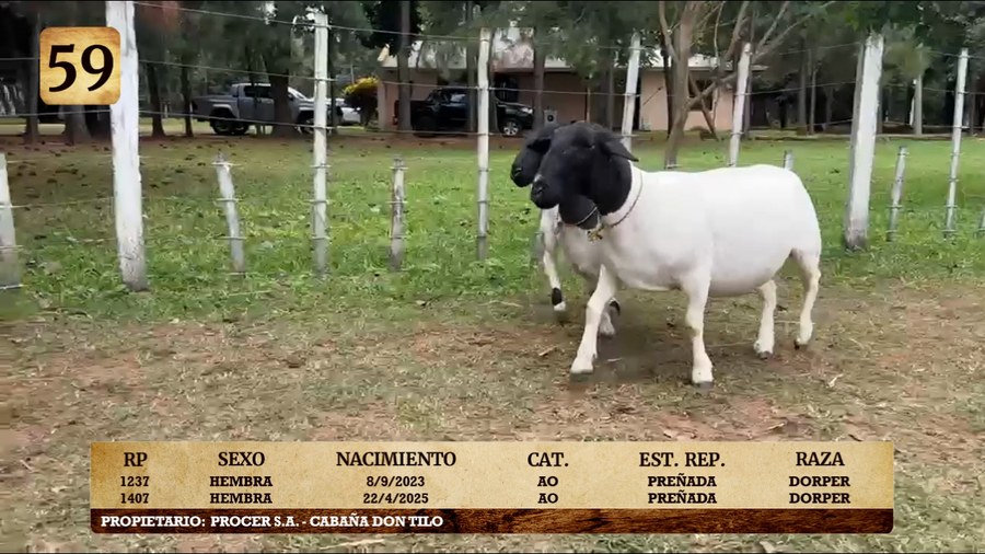 Lote LOTE 59
