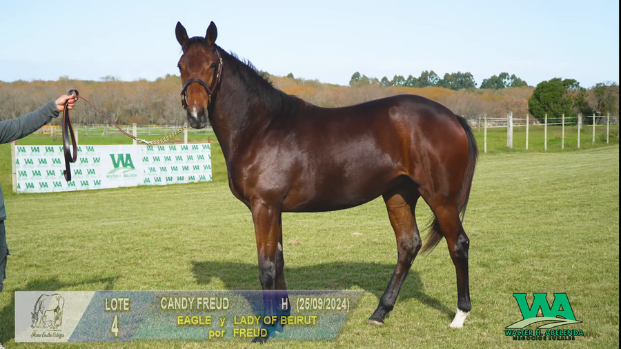 Lote CANDY FREUD