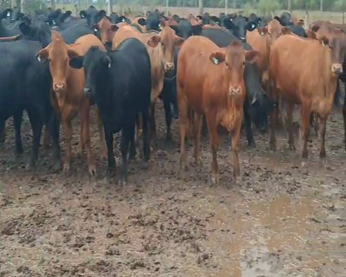 Lote 94 Terneras en Tintina, Santiago del Estero